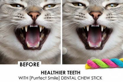 Dental Health